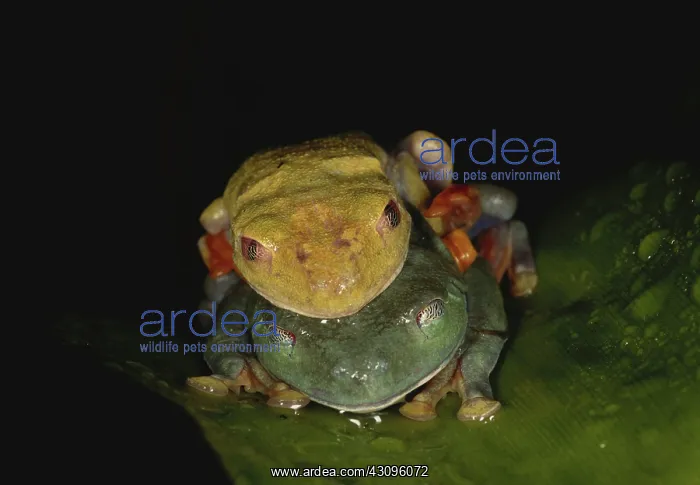 : Red-eyed Treefrogs Mating : Red-eyed Treefrogs Mating