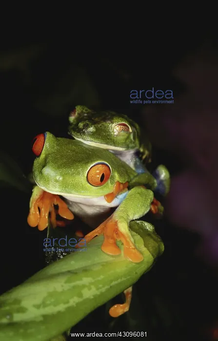 : Red-eyed Treefrogs Mating : Red-eyed Treefrogs Mating