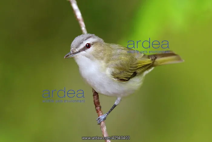 : Red-eyed Vireo : Red-eyed Vireo