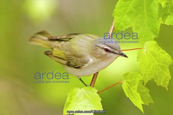 : Red-eyed Vireo : Red-eyed Vireo
