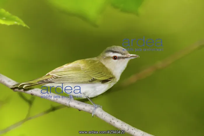 : Red-eyed Vireo : Red-eyed Vireo