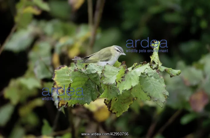 : Red-eyed Vireo : Red-eyed Vireo