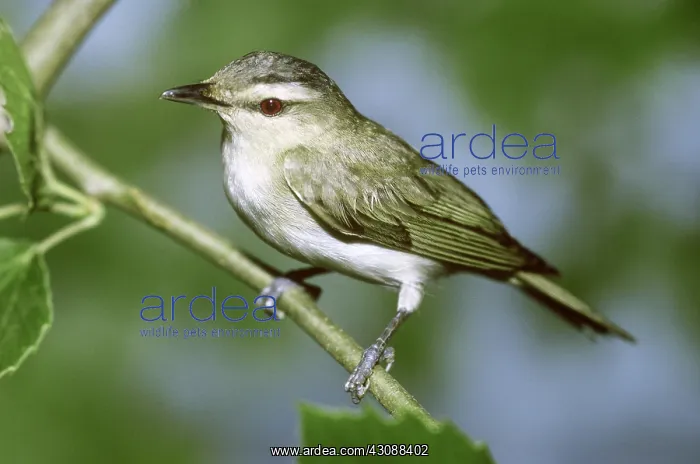 : Red-eyed Vireo : Red-eyed Vireo