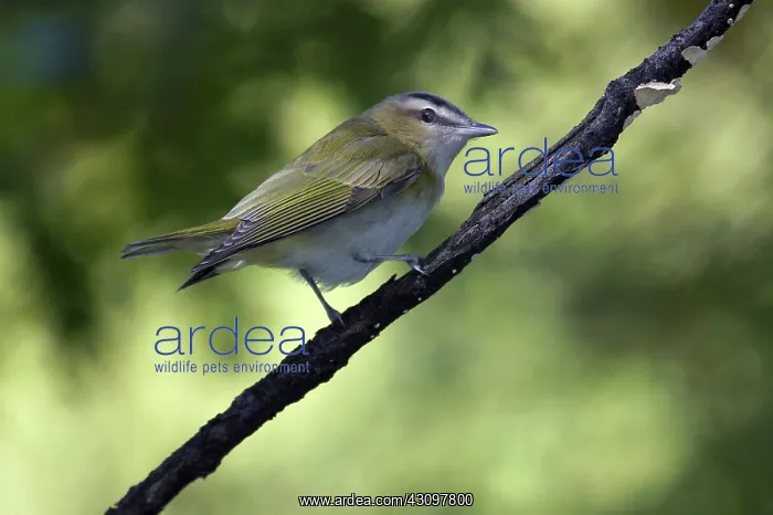 : Red-Eyed Vireo : Red-Eyed Vireo