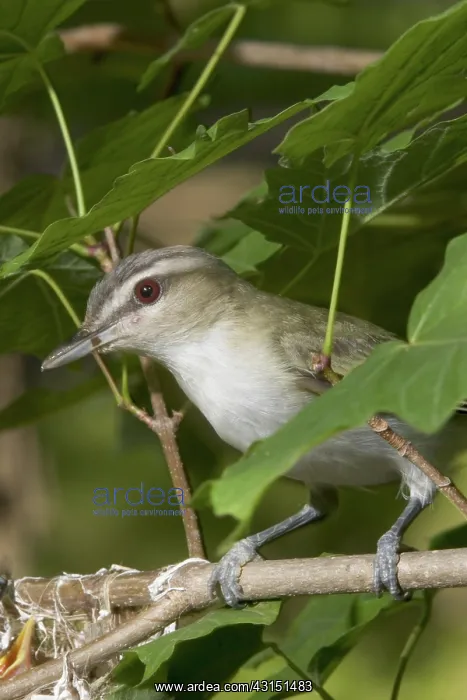 : Red-eyed Vireo : Red-eyed Vireo