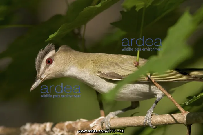  : Red-eyed Vireo