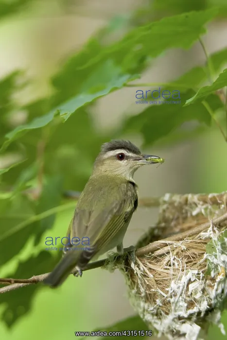 : Red-eyed Vireo : Red-eyed Vireo