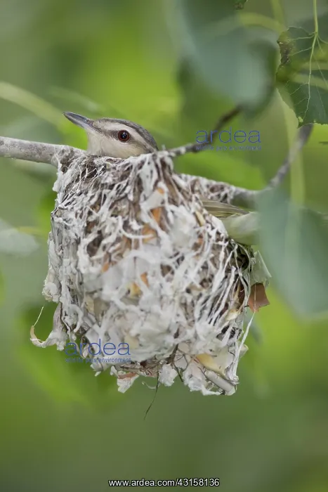: Red-Eyed Vireo : Red-Eyed Vireo