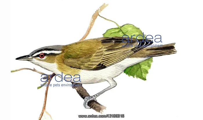 : Red-eyed Vireo : Red-eyed Vireo