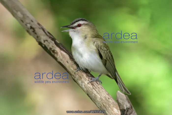  : Red-eyed Vireo - on breeding territory in spring