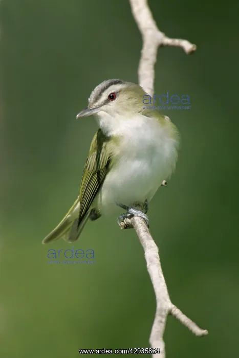 : Red-eyed Vireo - On breeding territory in spring : Red-eyed Vireo - On breeding territory in spring
