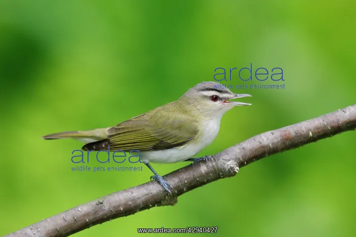 : Red-eyed Vireo - on breeding territory in spring : Red-eyed Vireo - on breeding territory in spring
