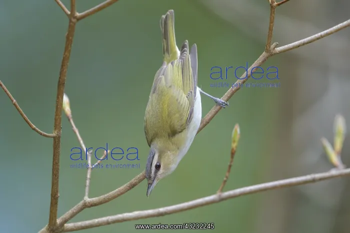 : Red-eyed Vireo in Connecticut forest : Red-eyed Vireo in Connecticut forest