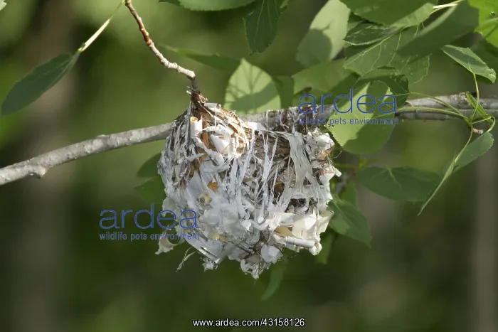 : Red-Eyed Vireo Nest : Red-Eyed Vireo Nest
