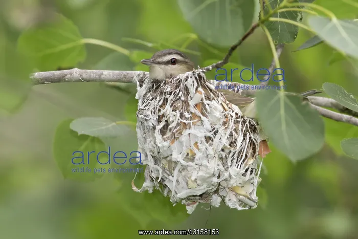 : Red-Eyed Vireo in nest : Red-Eyed Vireo in nest