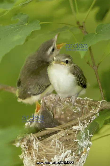 : Red-eyed Vireo Nestlings : Red-eyed Vireo Nestlings