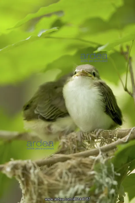 : Red-eyed Vireo Nestlings : Red-eyed Vireo Nestlings