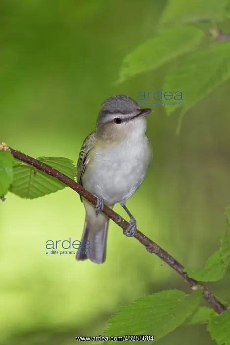 : Red-eyed Vireo, Vireo olivaceus, foraging in northwest Conne : Red-eyed Vireo, Vireo olivaceus, foraging in northwest Conne