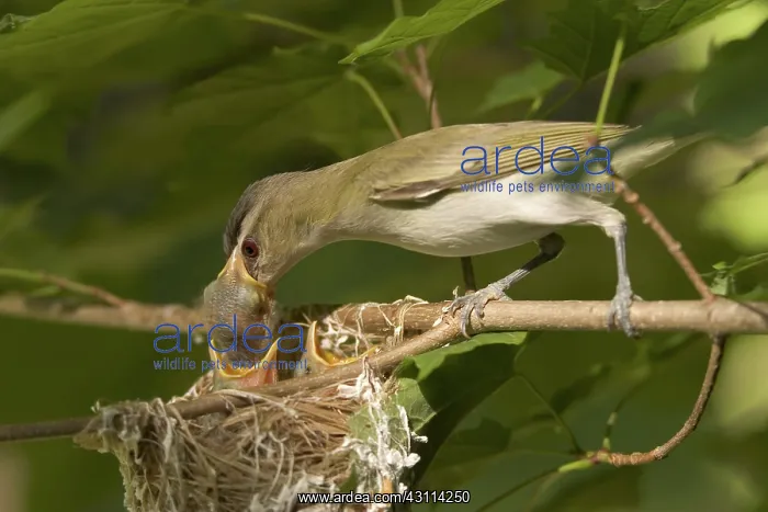 : Red-eyed Vireos : Red-eyed Vireos