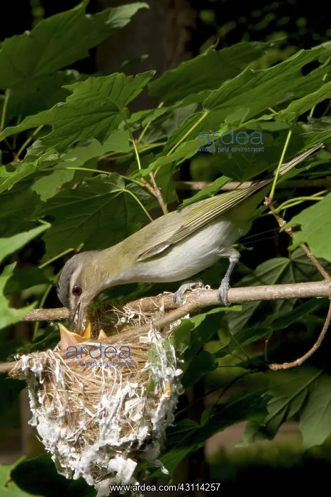 : Red-eyed Vireos : Red-eyed Vireos