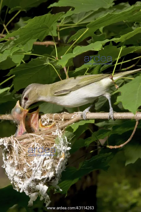 : Red-eyed Vireos : Red-eyed Vireos