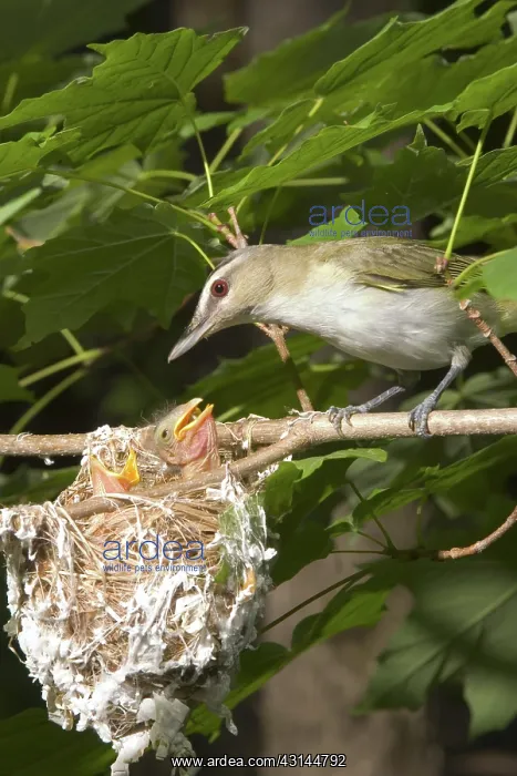 : Red-eyed Vireos : Red-eyed Vireos