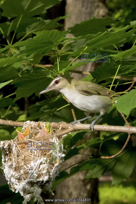 : Red-eyed Vireos : Red-eyed Vireos
