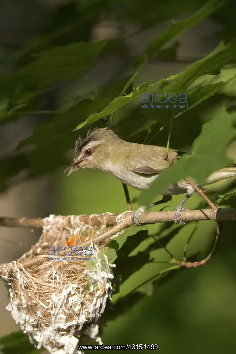 : Red-eyed Vireos : Red-eyed Vireos