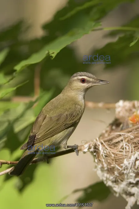 : Red-eyed Vireos : Red-eyed Vireos
