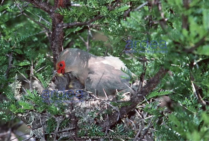 : RED-FACED MOUSEBIRD - feeding young : RED-FACED MOUSEBIRD - feeding young