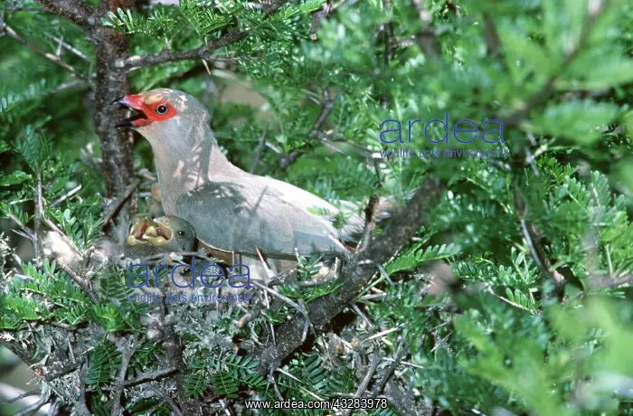 : RED-FACED MOUSEBIRD - and young : RED-FACED MOUSEBIRD - and young