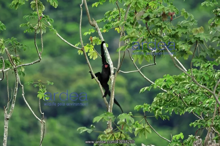 : Red-faced Spider Monkey / Guiana Spider Monkey / : Red-faced Spider Monkey / Guiana Spider Monkey /