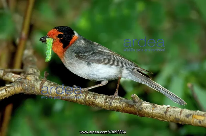 : Red-faced Warbler with caterpillar in beak : Red-faced Warbler with caterpillar in beak
