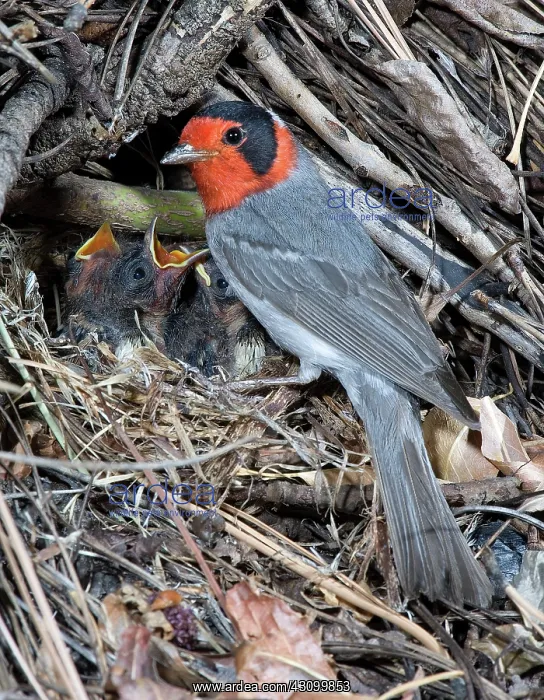 : Red-faced Warbler at nest with young : Red-faced Warbler at nest with young