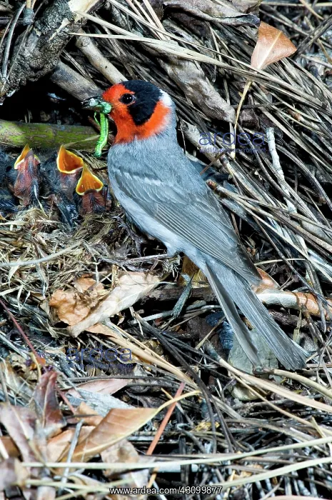 : Red-faced Warbler at nest with young : Red-faced Warbler at nest with young