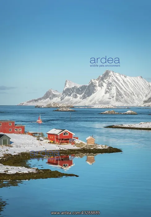 : Red farmhouse reflected in the fjord Rossoy Straumen : Red farmhouse reflected in the fjord Rossoy Straumen