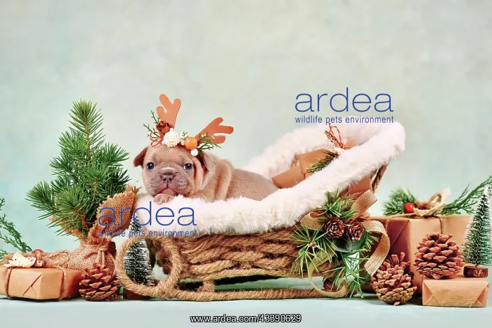 : Red fawn French Bulldog dog puppy in Christmas sleigh : Red fawn French Bulldog dog puppy in Christmas sleigh