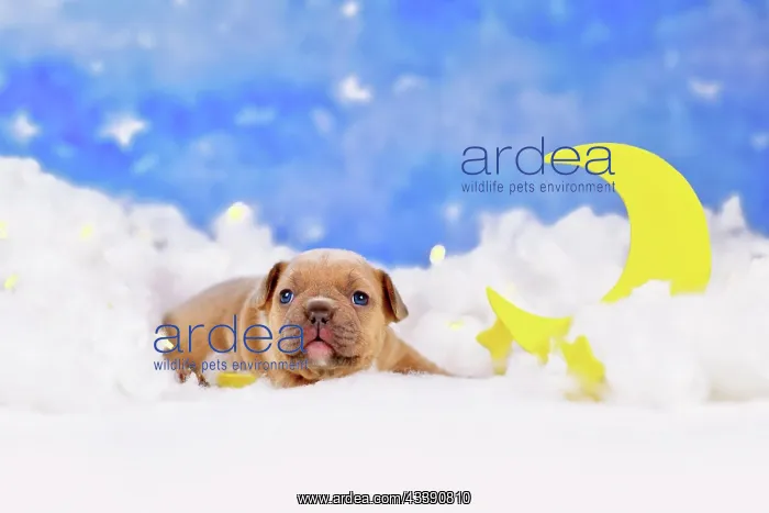 : Red fawn French Bulldog dog puppy between fluffy : Red fawn French Bulldog dog puppy between fluffy