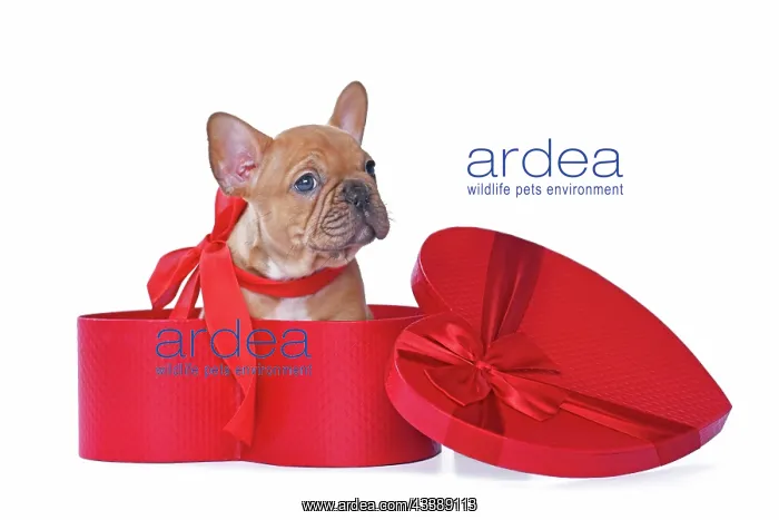 : Red fawn French Bulldog dog puppy in Valentines : Red fawn French Bulldog dog puppy in Valentines