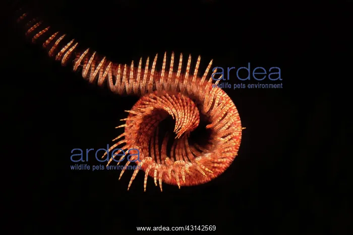 : Red Feather Star : Red Feather Star