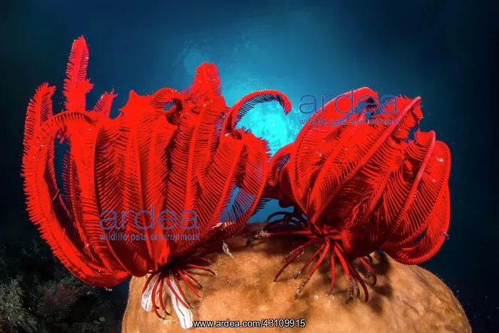 : Two Red feather star (Himerometra robustipinna) : Two Red feather star (Himerometra robustipinna)