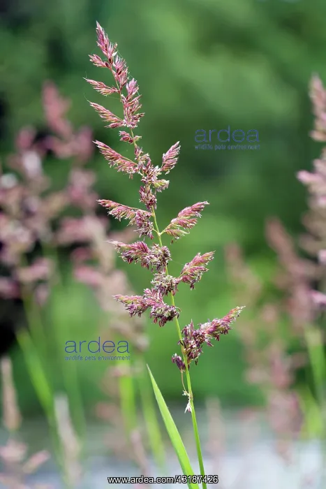 : Red Fescue : Red Fescue
