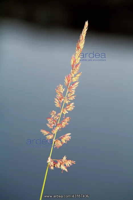 : Red Fescue : Red Fescue