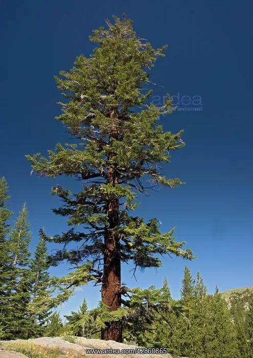: Red fir tree - at c. 9500 in the Sierra Nevada : Red fir tree - at c. 9500 in the Sierra Nevada