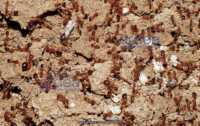 : Red Fire Ants : Red Fire Ants