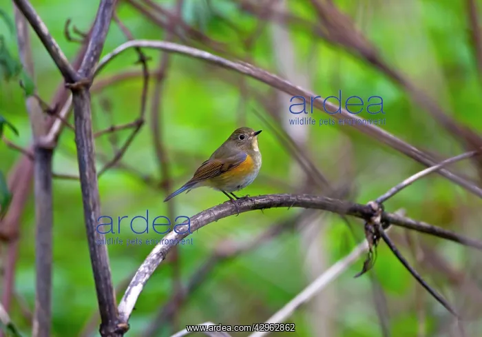 : Red-flanked Bluetail - 1st winter vagrant : Red-flanked Bluetail - 1st winter vagrant