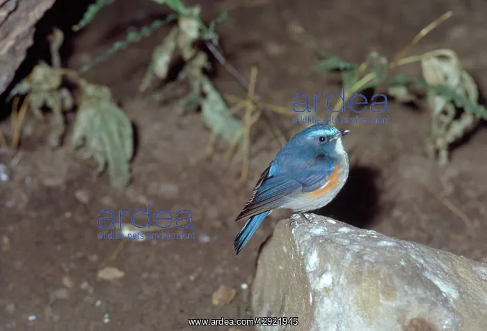 : RED-FLANKED BLUETAIL : RED-FLANKED BLUETAIL