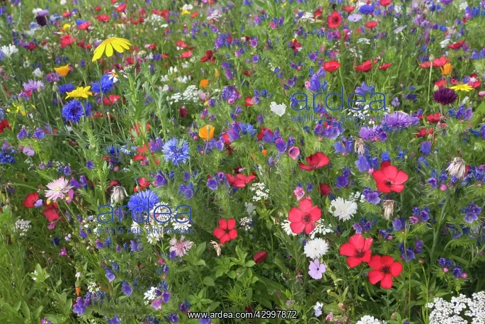 : Red Flax - with Cornflowers (Centaurea cyanus) : Red Flax - with Cornflowers (Centaurea cyanus)
