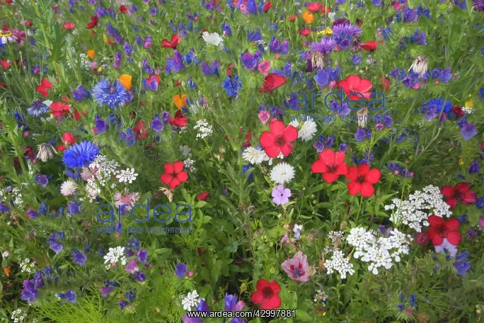 : Red Flax - with Cornflowers (Centaurea cyanus) : Red Flax - with Cornflowers (Centaurea cyanus)