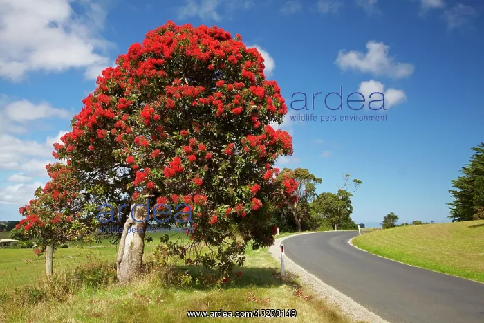 : Red Flowering Gum Tree (Corymbia Ficifolia) : Red Flowering Gum Tree (Corymbia Ficifolia)